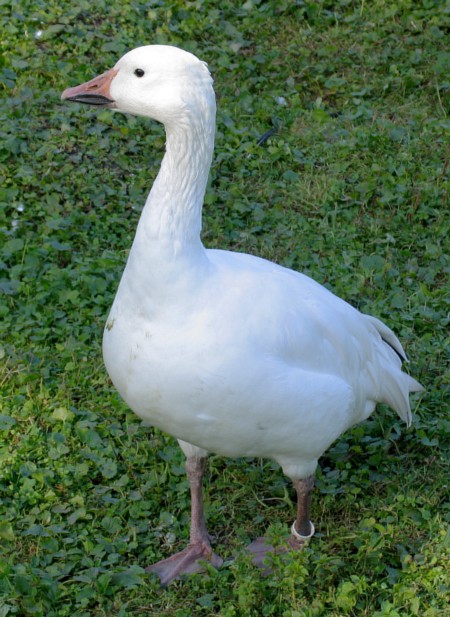 Goose - aquatic and terrestrial birds, swans, ducks, waterbirds,kids ...
